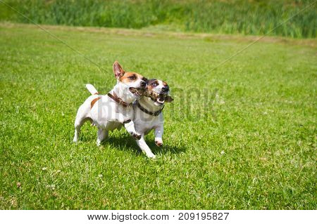 2 dogs run with a stick in their mouths and cheer
