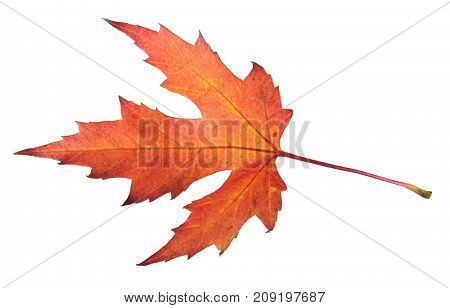 Red autumn leaf of silver maple or Acer saccharinum isolated on white background