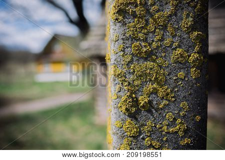Macro picture of green moss. Close up macro photography of nature. Moss lichen background on the grungy cement wall texture