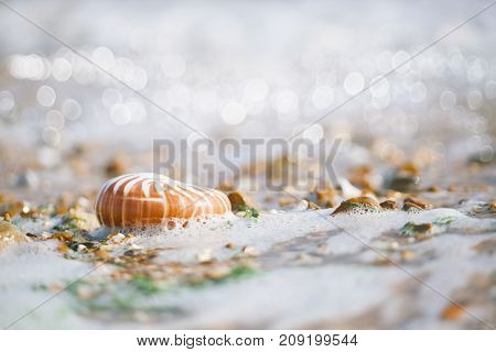 British summer  beach with nautilus pompilius sea shell