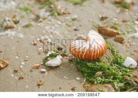 British summer  beach with nautilus pompilius sea shell