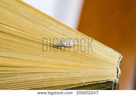 Insect Feeding On Paper - Silverfish. Silverfish At The End Of T