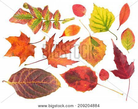Set of different bright autumn leaves isolated on white background
