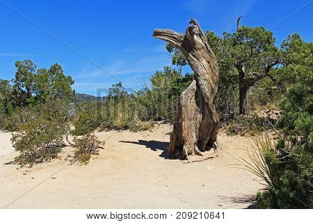 Weathered dead Tree, Windy Point on Mount Lemmon in Tucson, Arizona, USA in the Santa Catalina Mountains located in the Coronado National Forest with blue sky copy space.