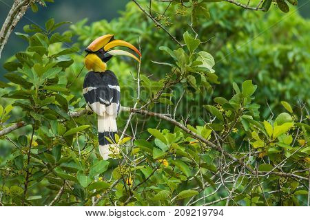 Great Hornbill holing branch of tree in forest in Kuiburi national park of Thailand