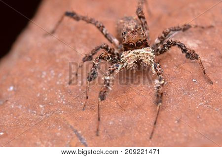 macro image of the world's most intelligent spider - Fringed Jumping Spider