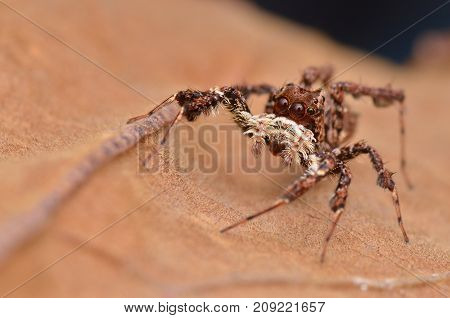 macro image of the world's most intelligent spider - Fringed Jumping Spider