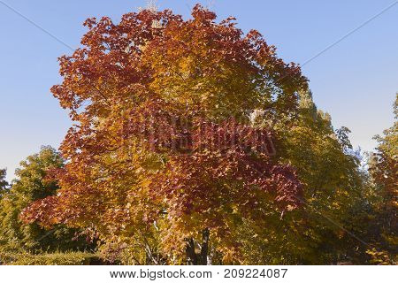 autumn landscape in the period of Golden autumn in the middle latitudes
