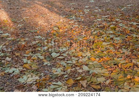 autumn landscape in the period of Golden autumn in the middle latitudes