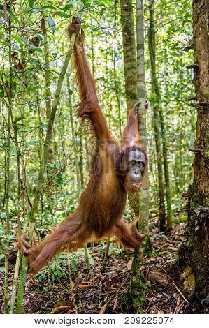 Young Male Of Bornean Orangutan On The Tree In A Natural Habitat. Bornean Orangutan (pongo  Pygmaeus