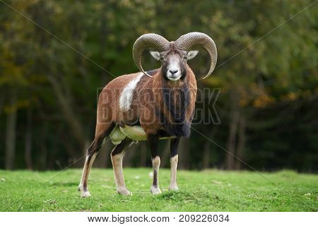 Big European Moufflon In The Meadow