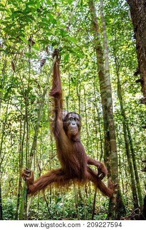 Young Male Of Bornean Orangutan On The Tree In A Natural Habitat. Bornean Orangutan (pongo  Pygmaeus