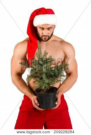 Strong and curves naked smiling man dressed as Santa Claus with Christmas tree in his hand and red hat, isolated, white background