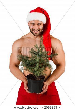 Strong white Santa with sexy curves with Christmas tree in his hand and red hat, isolated, white background. Tree in a pot. Save forest