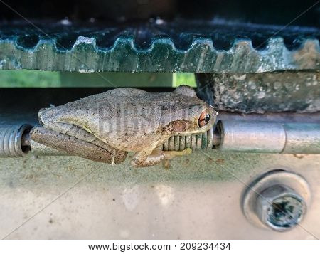 Side View Of A Frog