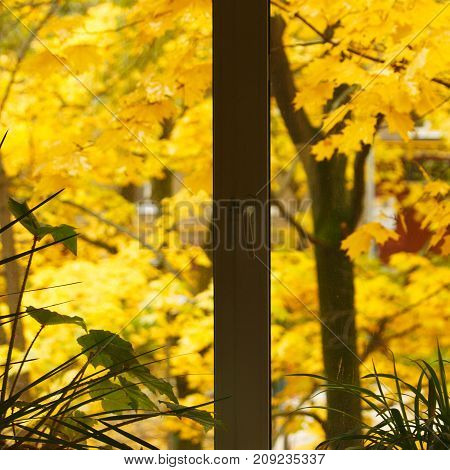 came the golden autumn outside the window