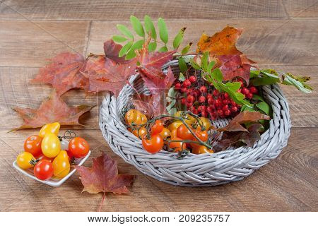 Tomatos sprig of rowantree and autumn leaves are lying on a wooden desk. Gifts of nature.