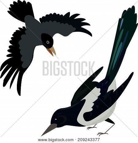 Cartoon black crow. Cartoon birds. Raven. Rook. Magpie