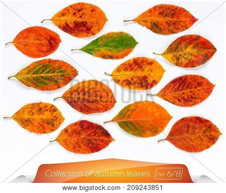 A collection of live yellow brown bright leaves in dots. Set of autumn leaves on a white background. Plants on the isolated white background. Autumn foliage from a tree in December.