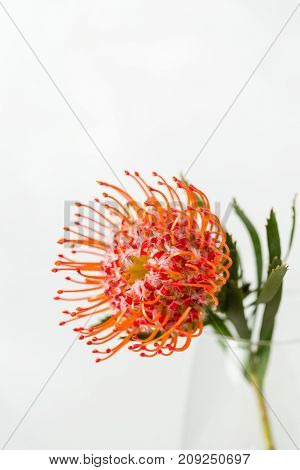 Red Leucospermum Nutans flower on white background.