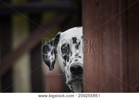 Cute dalmatian dog playing outdoor and hiding . Selective focus