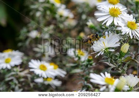 The bee collects the nectar from the сhamomile.