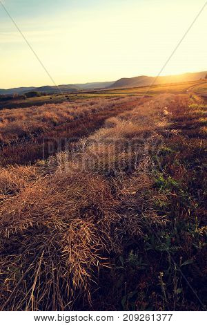 harvest cole on farmland with sunset sky
