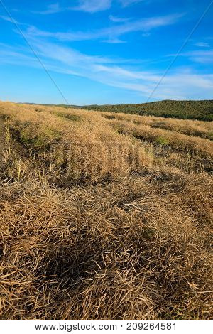 harvest cole on farmland with blue sky