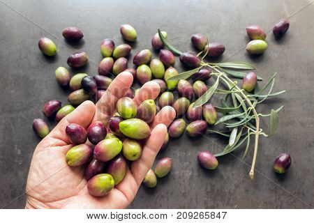 Handful of ripe olives from the new harvest in the hands. Concept - Mediterranean cuisine vegetarianism and longevity. Selective focus on the olives.