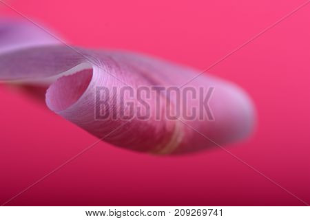 Spring Flowers Banner - Pink Tulip Flowers On Red Background