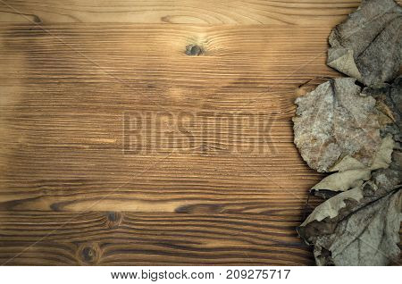 Dry arid aok tree leaves on the wooden table surface background with copy space. Autumn foliage.