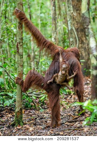 On A Mum`s Back. Baby Orangutan On Mother's Back In A Natural Habitat. Bornean Orangutan (pongo Pygm