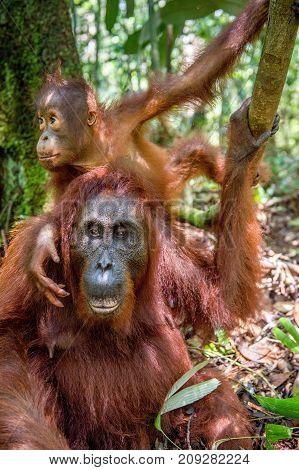 On A Mum`s Back. Baby Orangutan On Mother's Back In A Natural Habitat. Bornean Orangutan (pongo Pygm