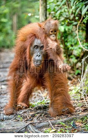 On A Mum`s Back. Baby Orangutan On Mother's Back In A Natural Habitat. Bornean Orangutan (pongo Pygm