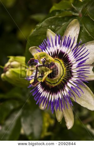 Flor da paixão