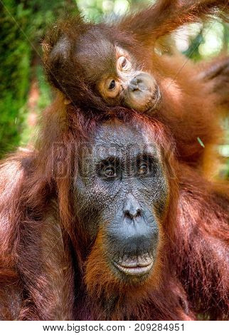 On A Mum`s Back. Baby Orangutan On Mother's Back In A Natural Habitat. Bornean Orangutan (pongo Pygm