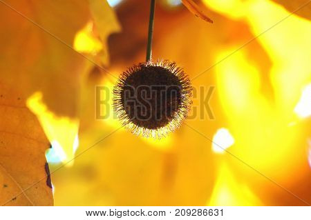 Golden Autumn Leaves Of Plane Tree And Fruits On Branches Of Tree At The Golden Hour. Beautiful Autu