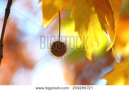 Golden Autumn Leaves Of Plane Tree And Fruits On Branches Of Tree At The Golden Hour. Beautiful Autu
