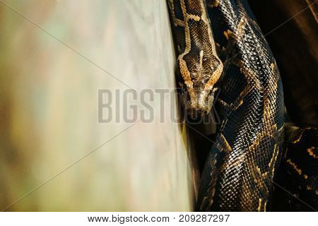 Close-up picture of dangerous grown up python snake
