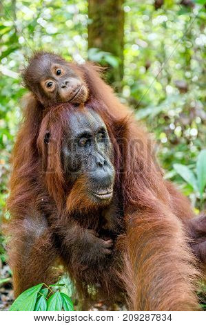 On A Mum`s Back. Baby Orangutan On Mother's Back In A Natural Habitat. Bornean Orangutan (pongo Pygm