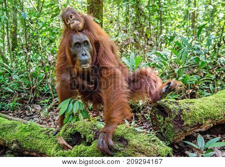 On A Mum`s Back. Baby Orangutan On Mother's Back In A Natural Habitat. Bornean Orangutan (pongo Pygm