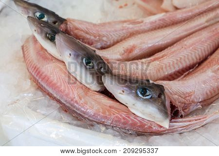 Galeus Or Mustelus Spp Sharks At The Greek Fish Market.