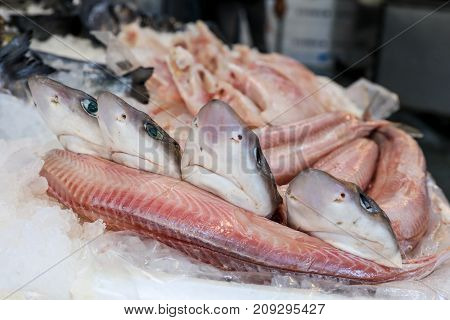 Galeus Or Mustelus Spp Sharks At The Greek Fish Market.