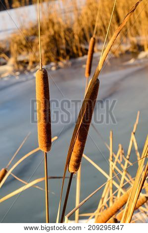 Mature Flower Spike Of The Bulrush Plant