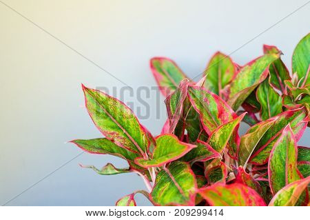 Beautiful Aglaonema (genus of flowering plants in the arum family) for nature background or texture space for your content.