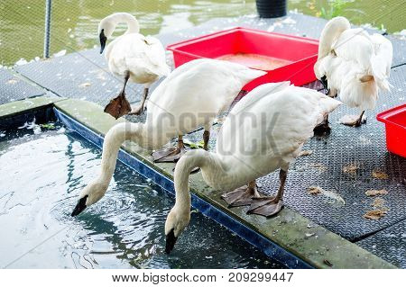 White gooses drinking water on the floor and near pond water at Kwan-Riam floating market - Bangkok Thailand for animal background or texture.
