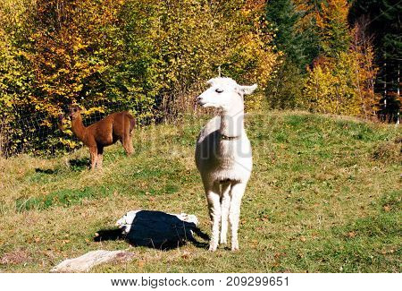 Alps landscape with alpacas near Blausee, Switzerland.
