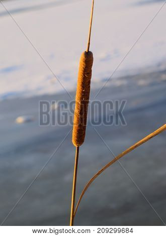 Mature Flower Spike Of The Bulrush Plant