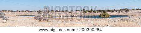 A large herd of Burchells zebras Equus quagga burchellii drinking water at a waterhole in Northern Namibia