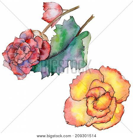 Wildflower begonia flower in a watercolor style isolated. Full name of the plant: begonia. Aquarelle wild flower for background, texture, wrapper pattern, frame or border.